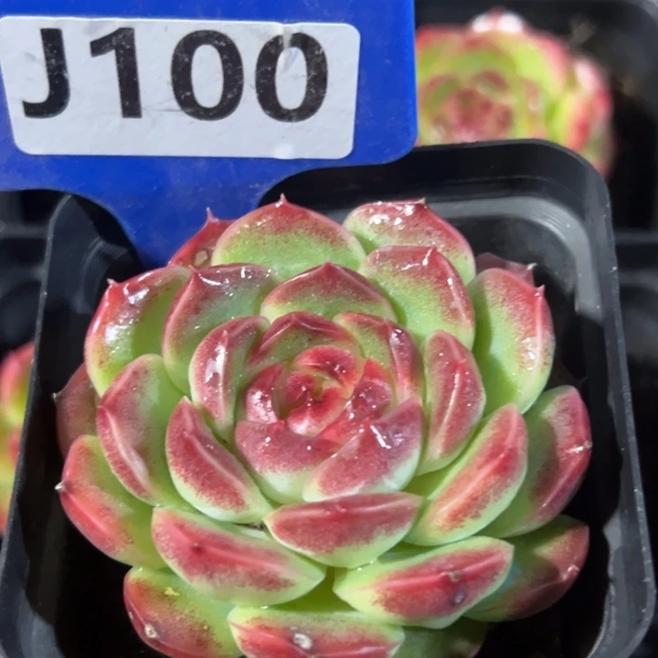 旺仔5cm多肉植物cvvv
