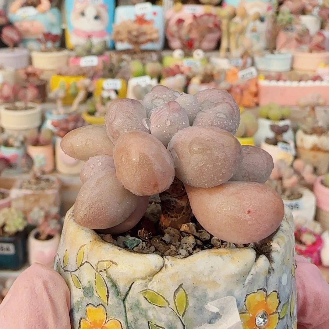 T小树造型奶杂盆口3.5cm