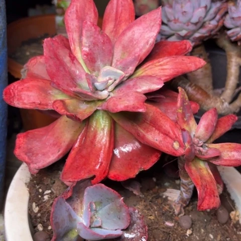 哈****好多肉植物的植物