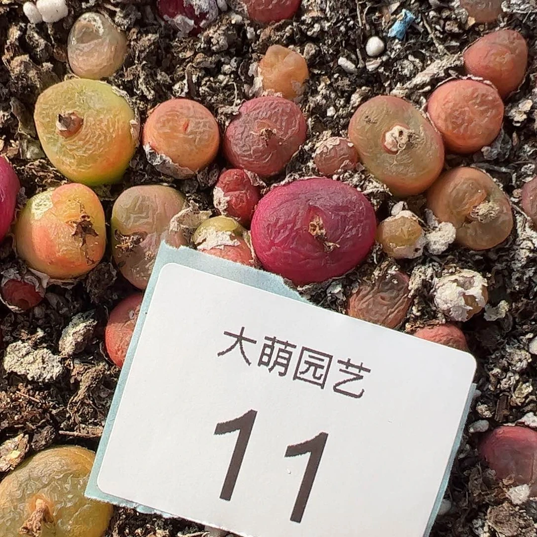 000011量拍1430.5水蜜桃6颗