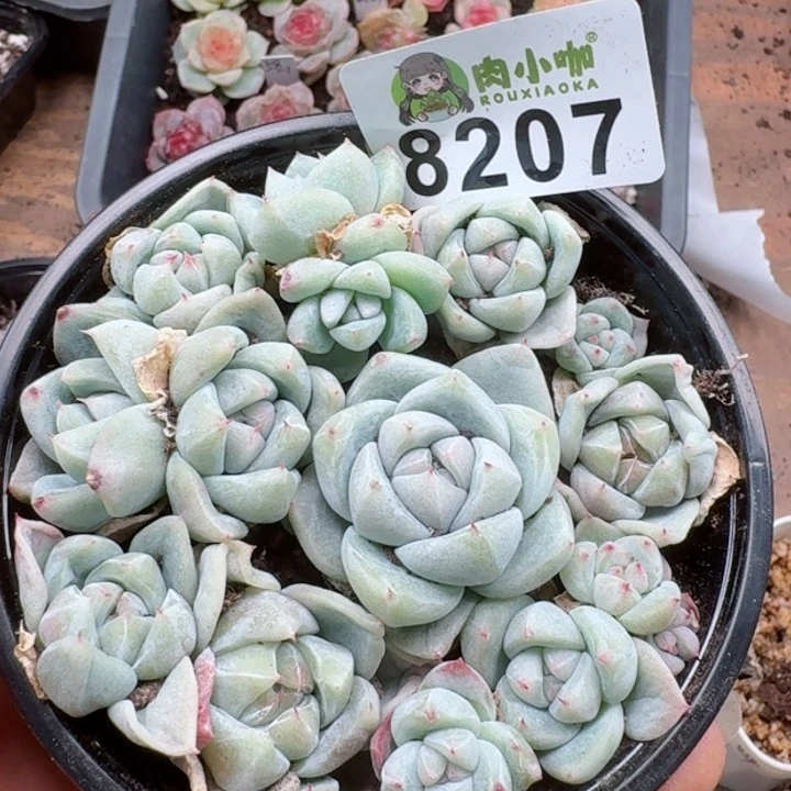 多肉植物多肉植物