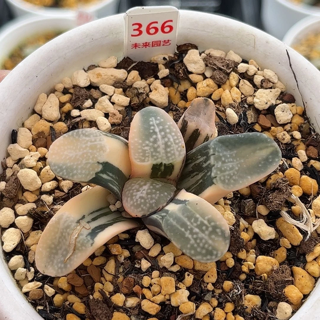 侯***366点点寿锦一物一图