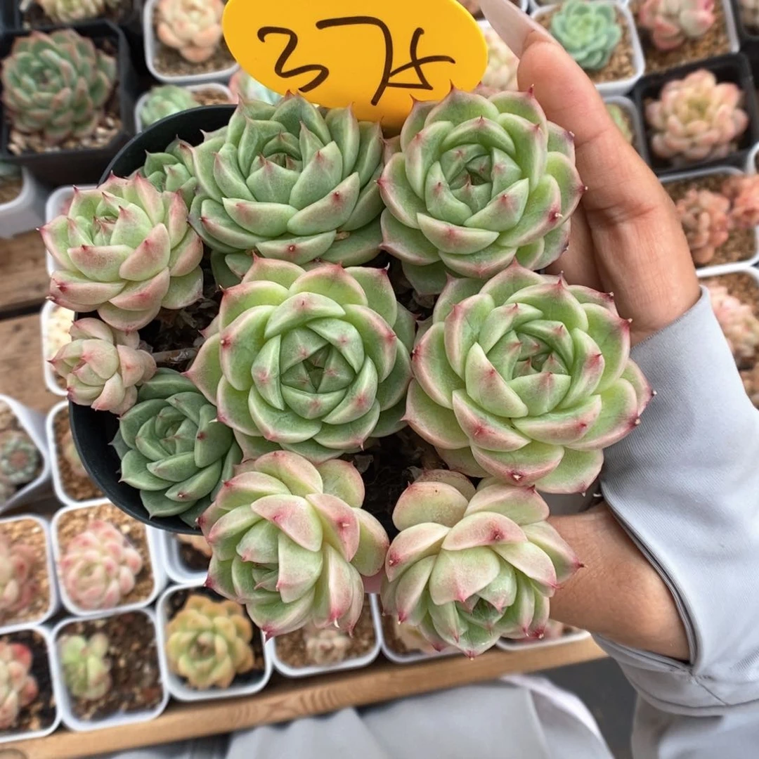 翠玉麦秆w群生375号。
