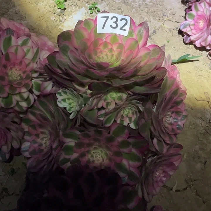 小*浠多肉植物法师732倾城