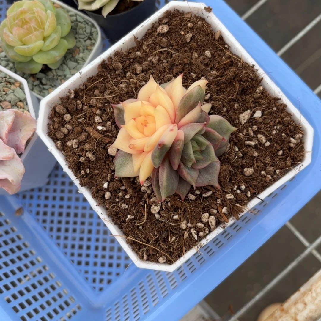 贝加尔湖锦暂时寄养