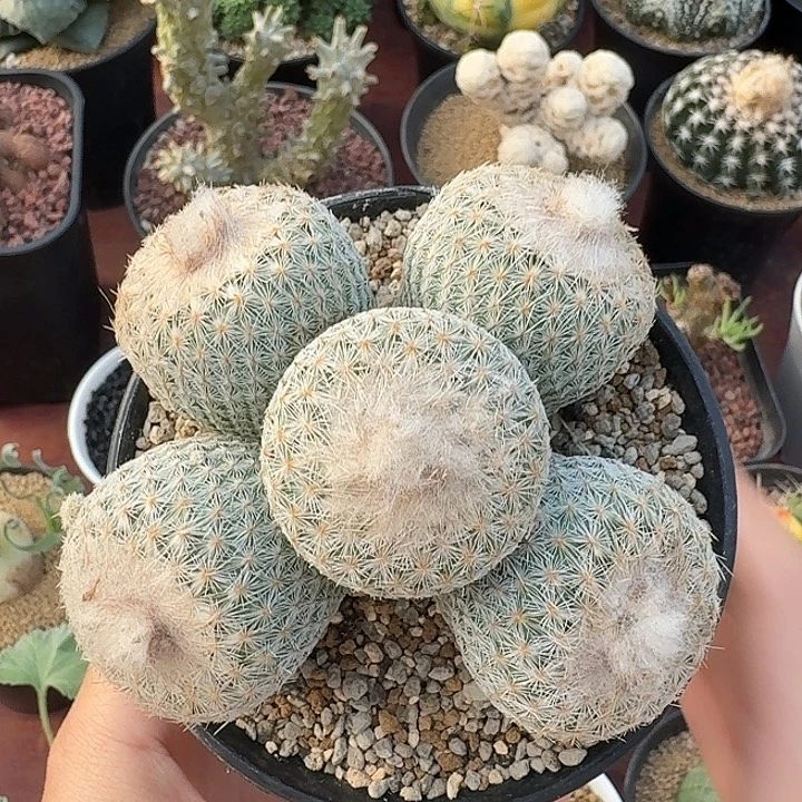 特实生月世界仙人球12