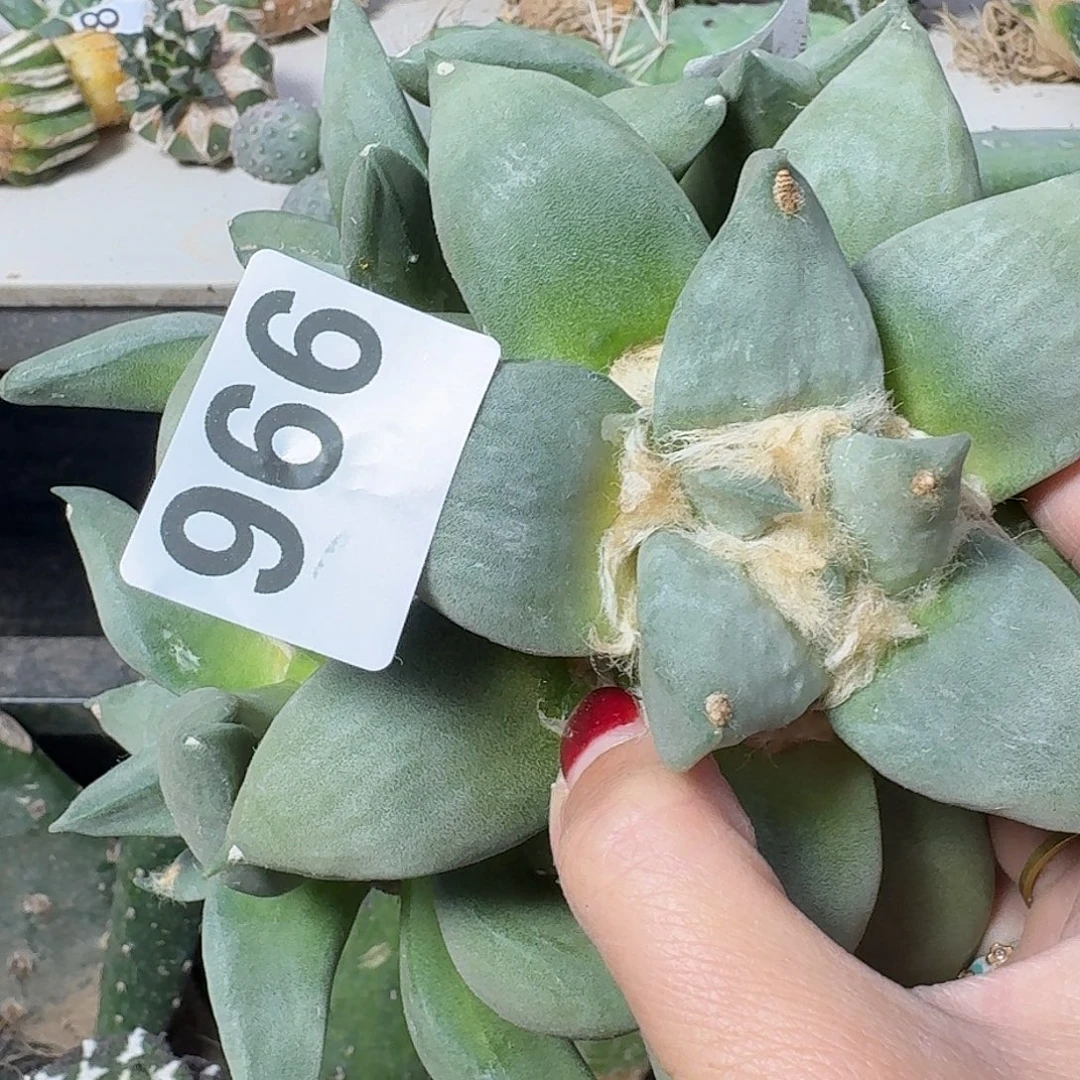 听***蝉无花朵大青瓷牡丹966