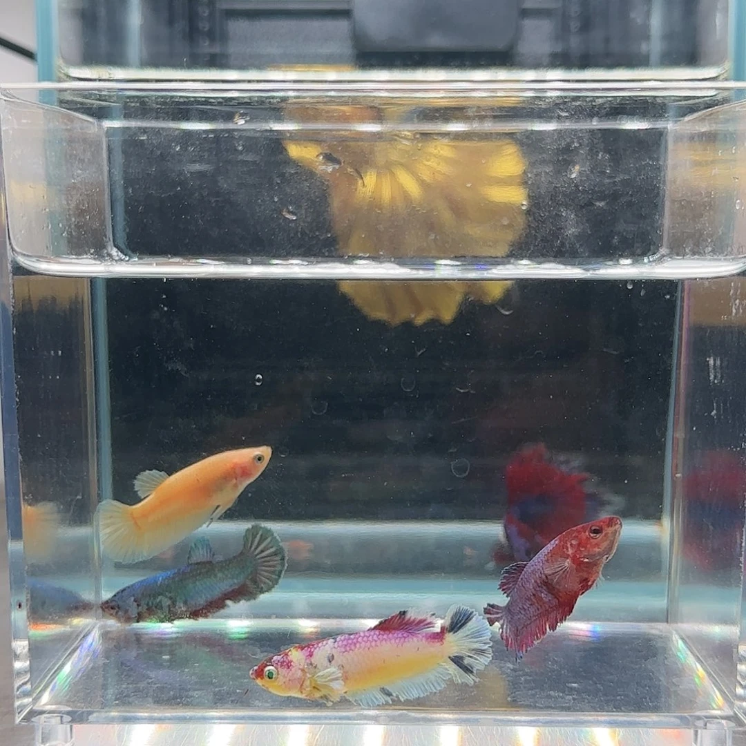 斗鱼活体观赏鱼好养耐活