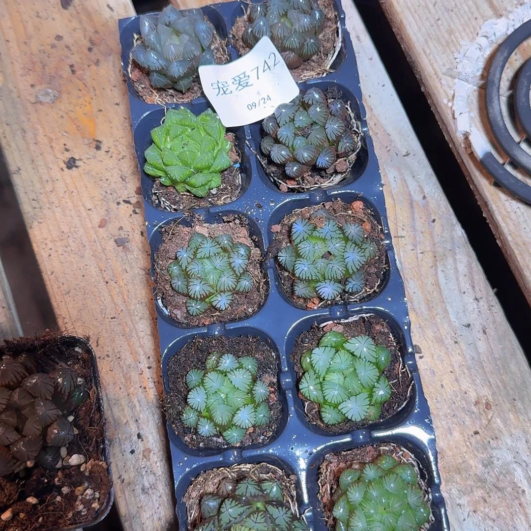 直播福利一物一拍742