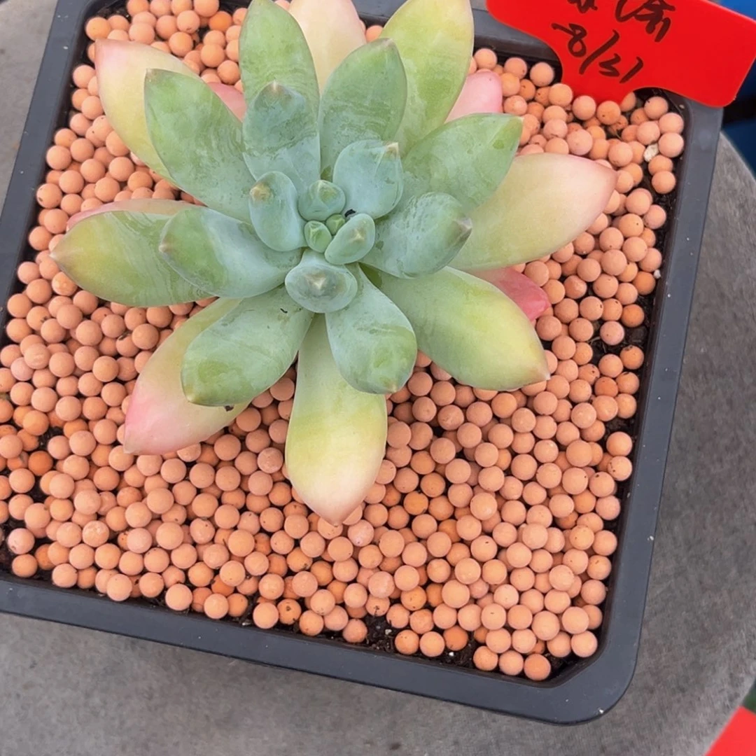 菜***朵小姐姐的多肉植物群生