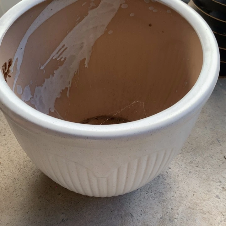 花盆里的小猫咪们都好可爱啊哈哈