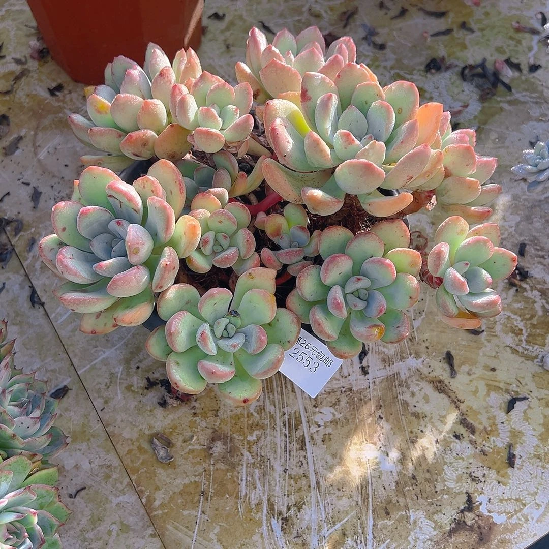 搁***忆2553桃花岛多肉植物多肉