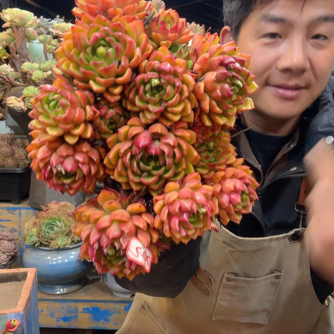 咪*24-2 油画多肉植物发货