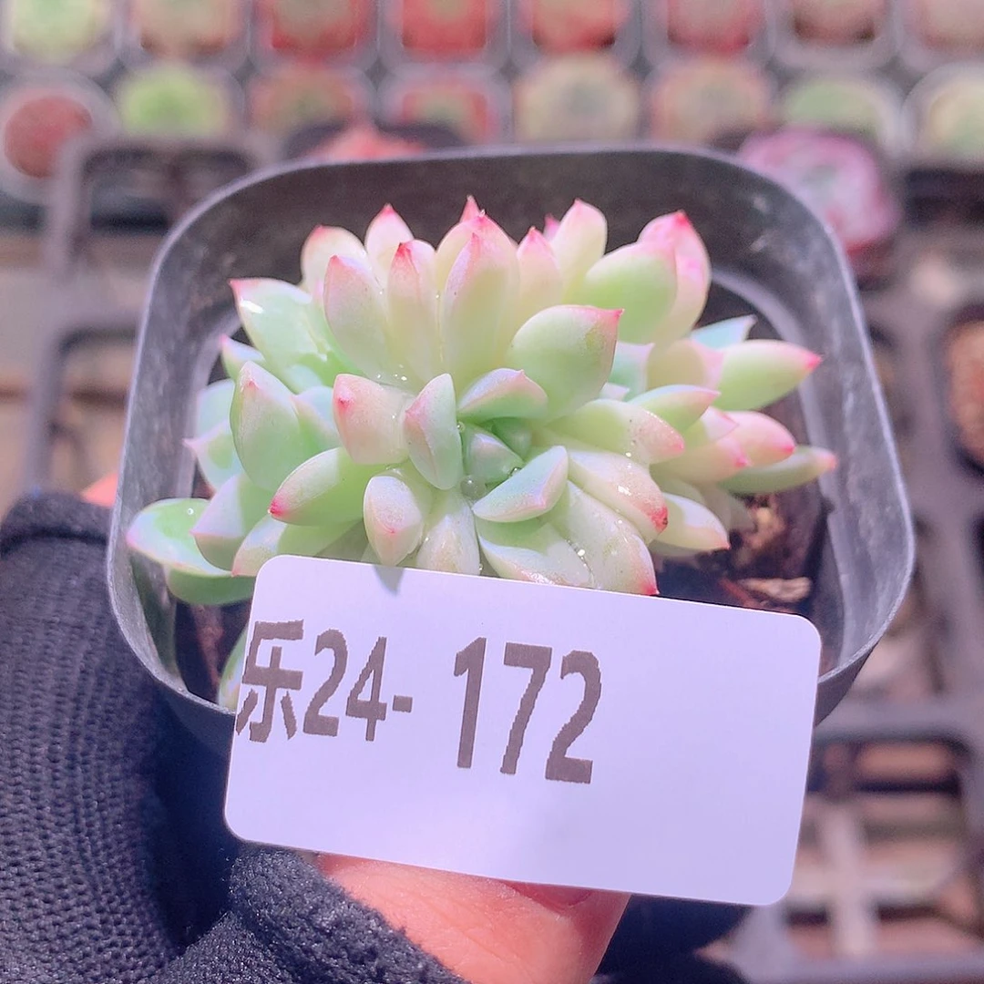 乐然24-172 新品缀