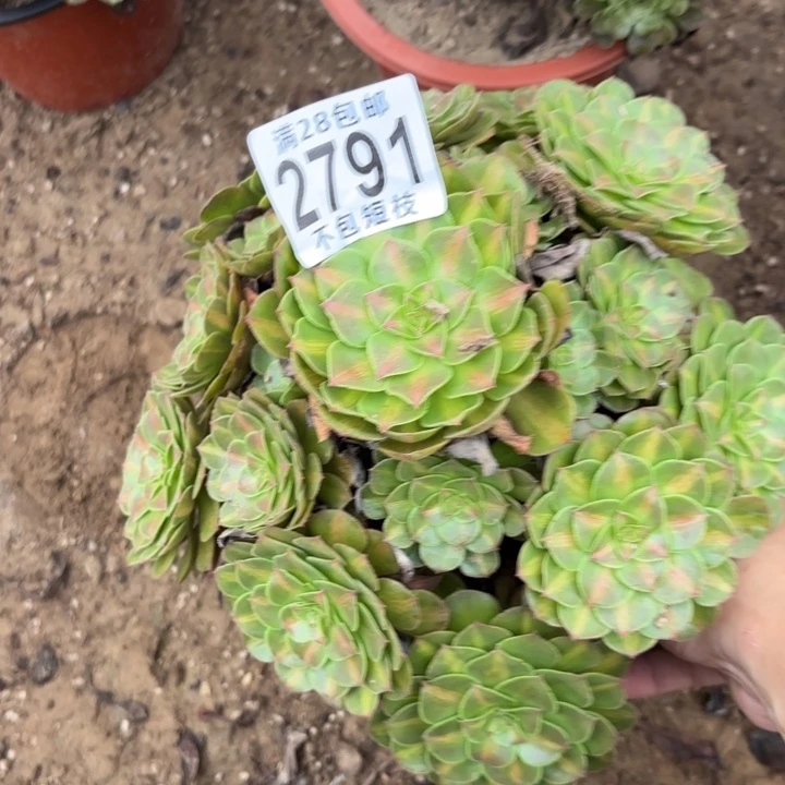抹茶多肉植物法师2791