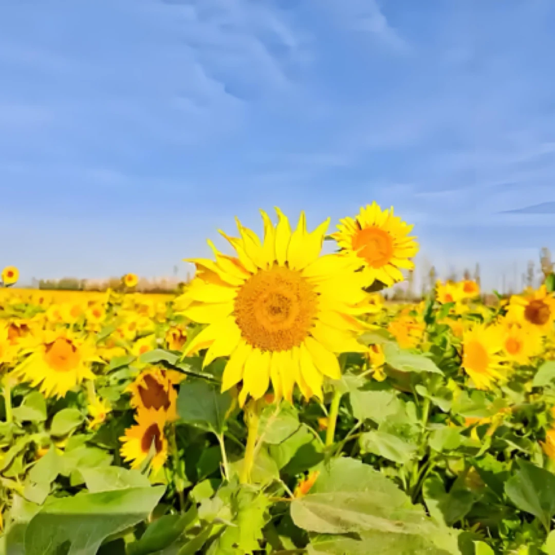 农家向日葵油葵自榨葵花籽油纯天然无添加