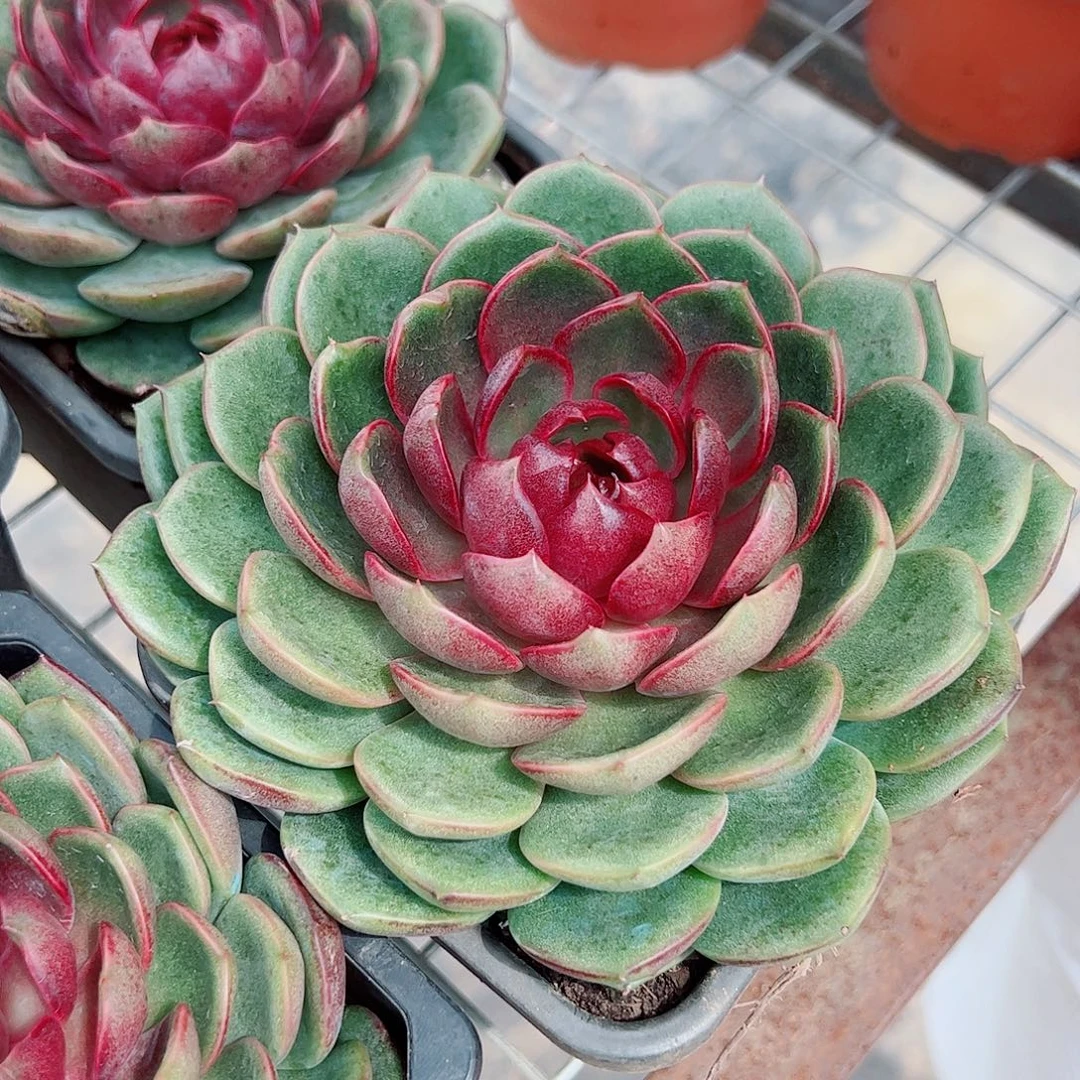 蓝莓大单头控养