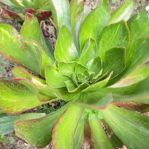 523魅影七彩满25包邮多肉