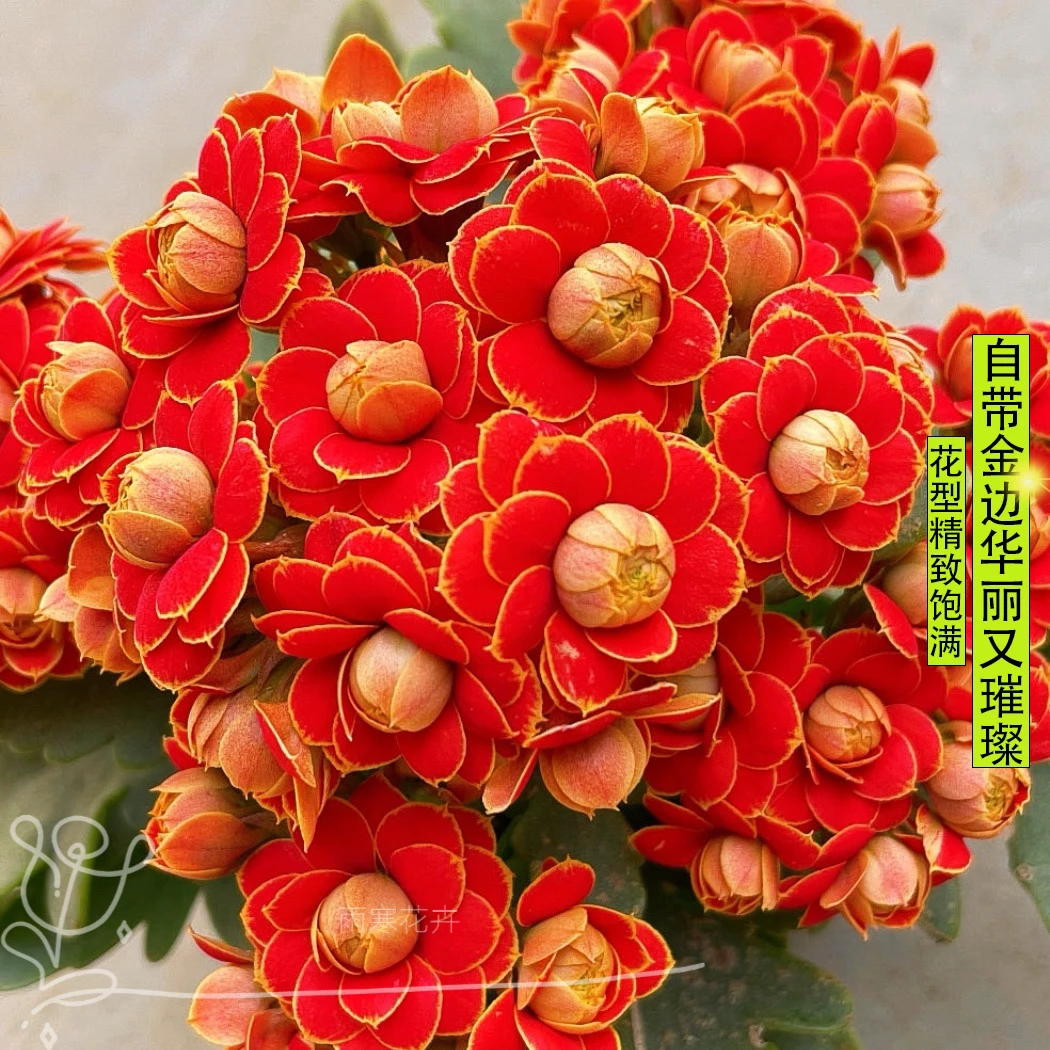 金狐狸重瓣大花长寿花盆栽花卉四季开花植物好养室内阳台原盆原土