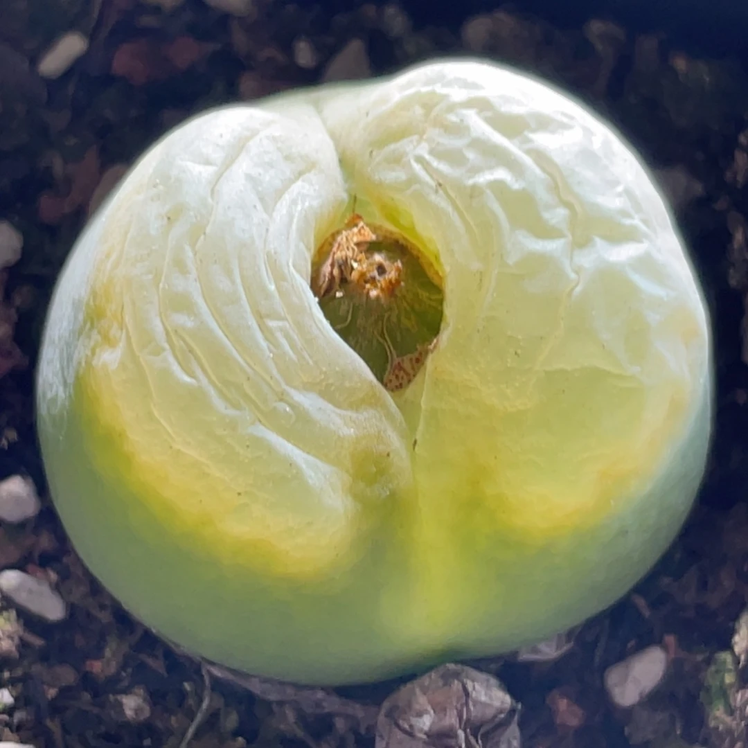 2倍距离拍的～尺寸2.8