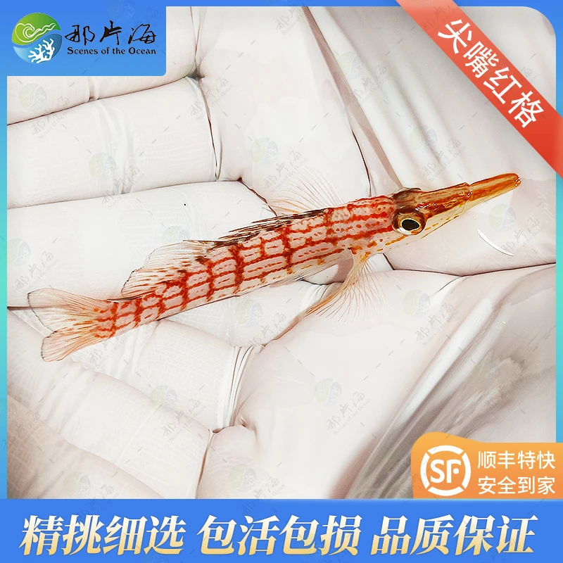 尖嘴红格 海水鱼 观赏鱼