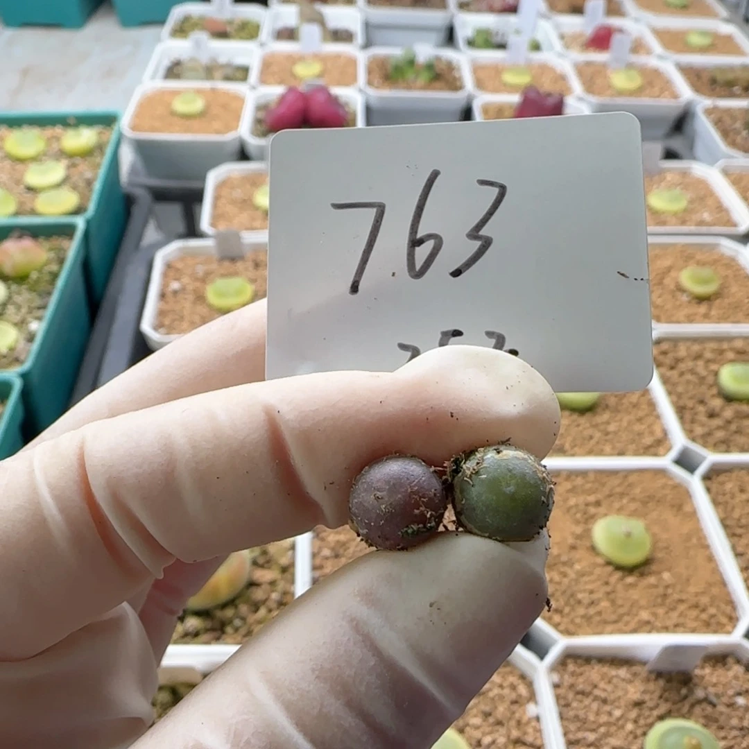 万*筒多肉多肉多肉2025-763