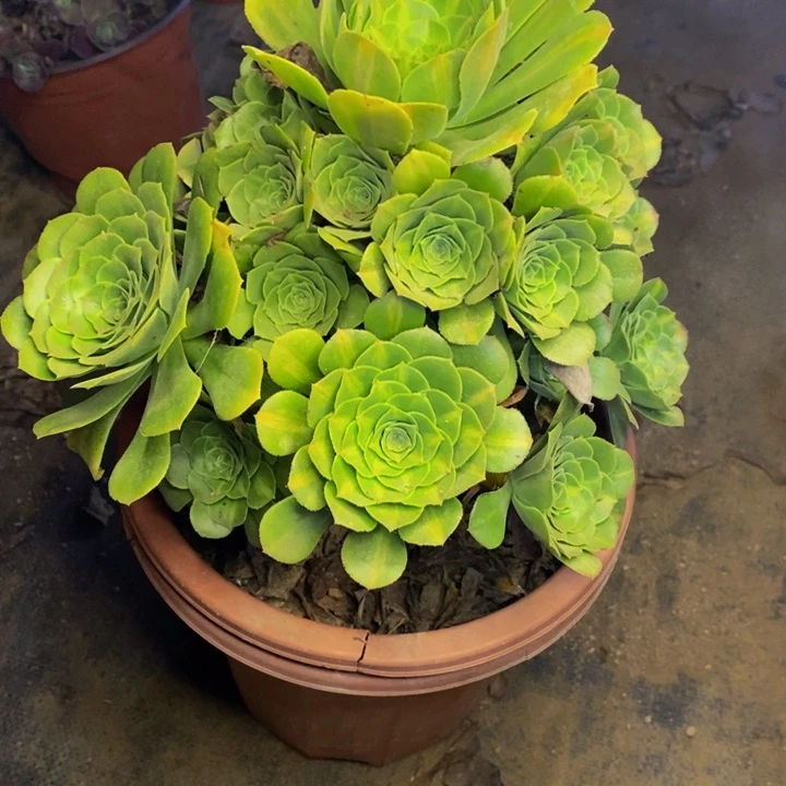 翡翠多肉断头不包3201