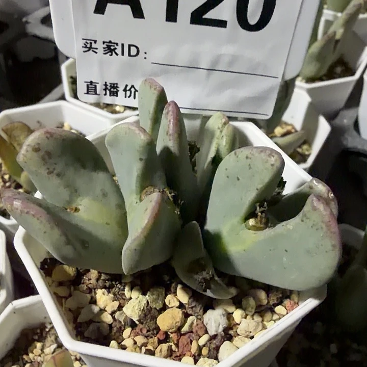 ****妹120。多肉植物的生长