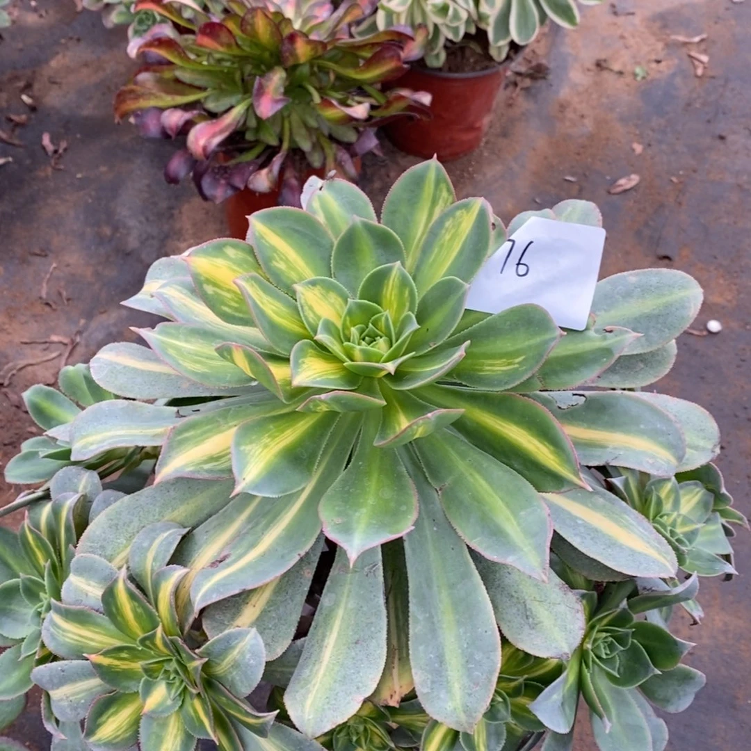 76黄中斑多肉植物