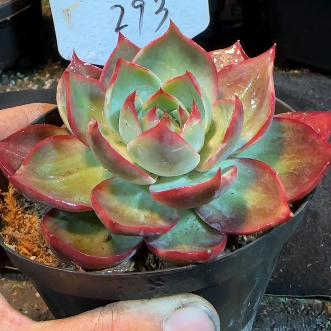 惊鸿一物一拍包装收缩花旱293