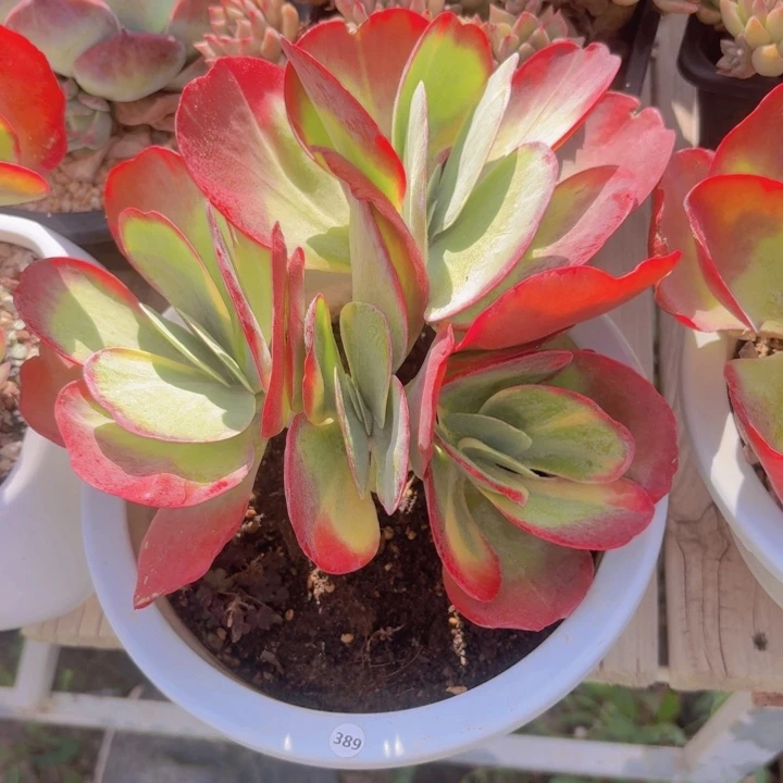 唐印锦多肉植物36.8