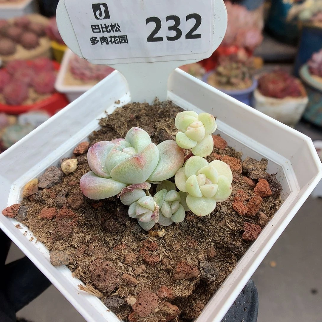 232 迷你六头冰玉多肉