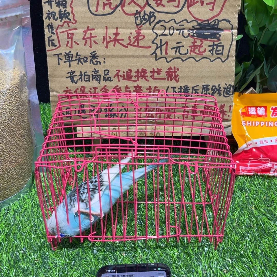 若***冰虎皮鹦鹉大头虎皮一只，一物一拍不退不换竞拍