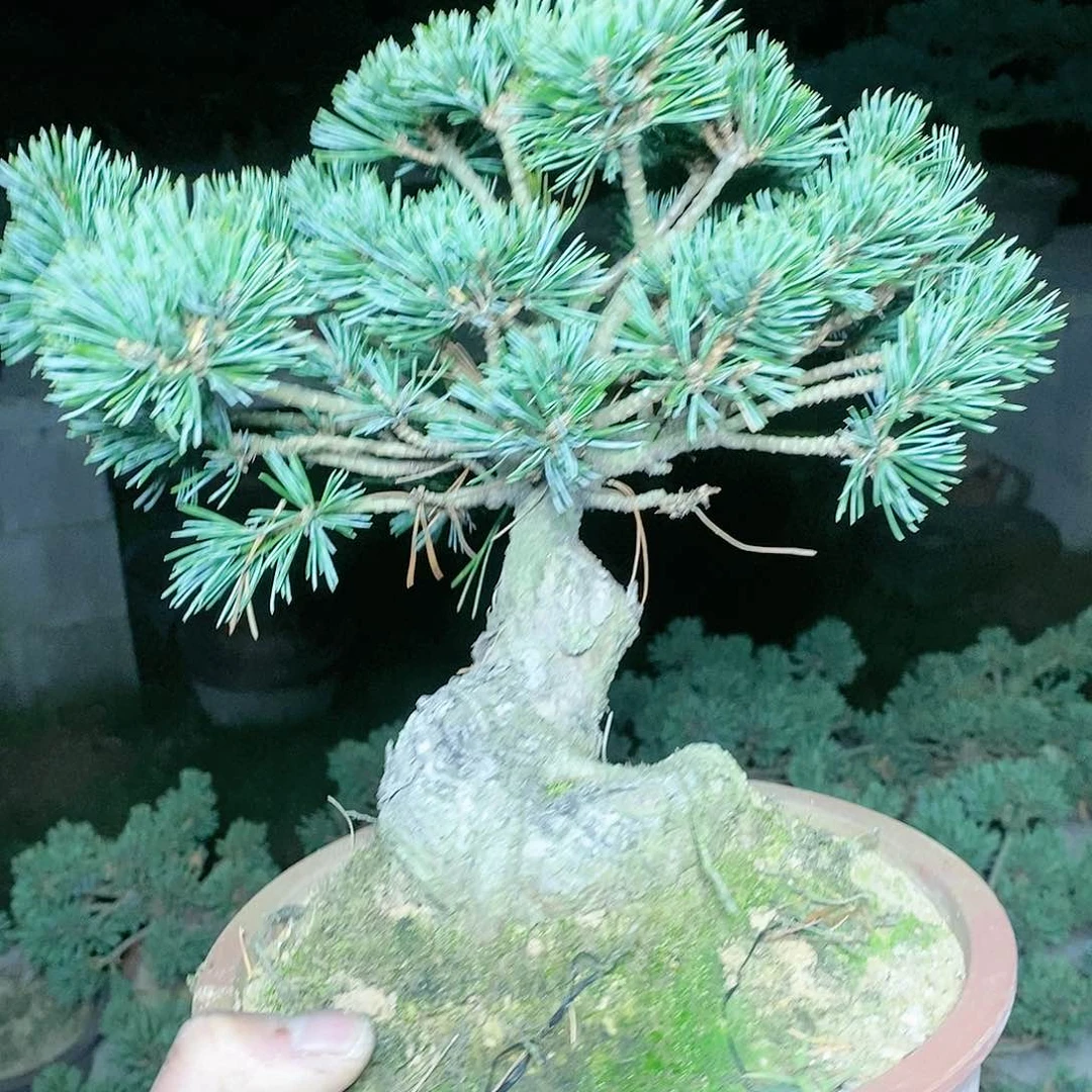 【闪购商品】无花朵