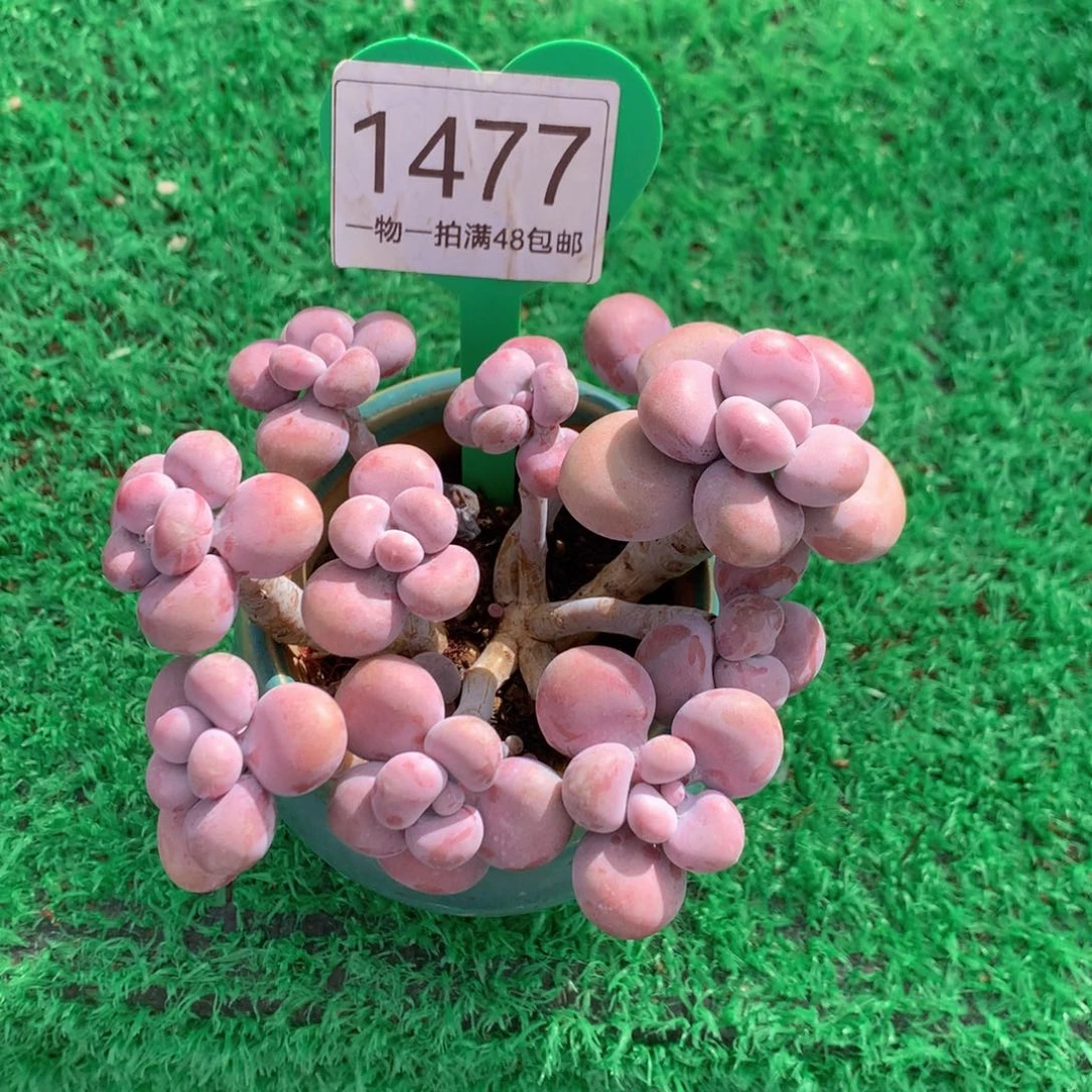 腰子蛋老桩无砍1477