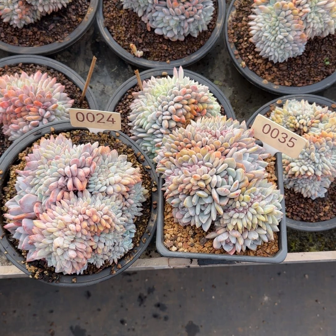 是***呀0024。 0035。两颗星影缀多肉