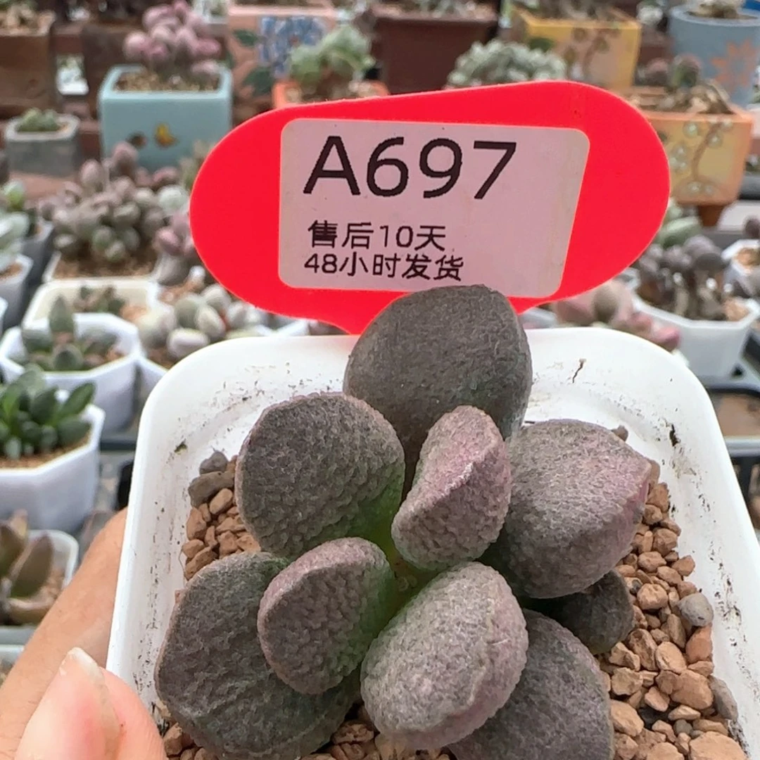 福利。       697。