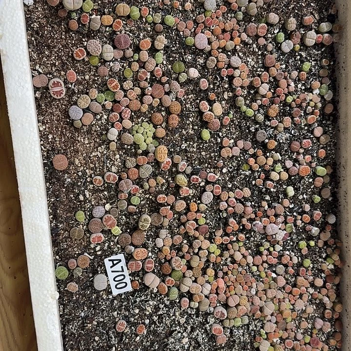 生700石花整筐脱土发货