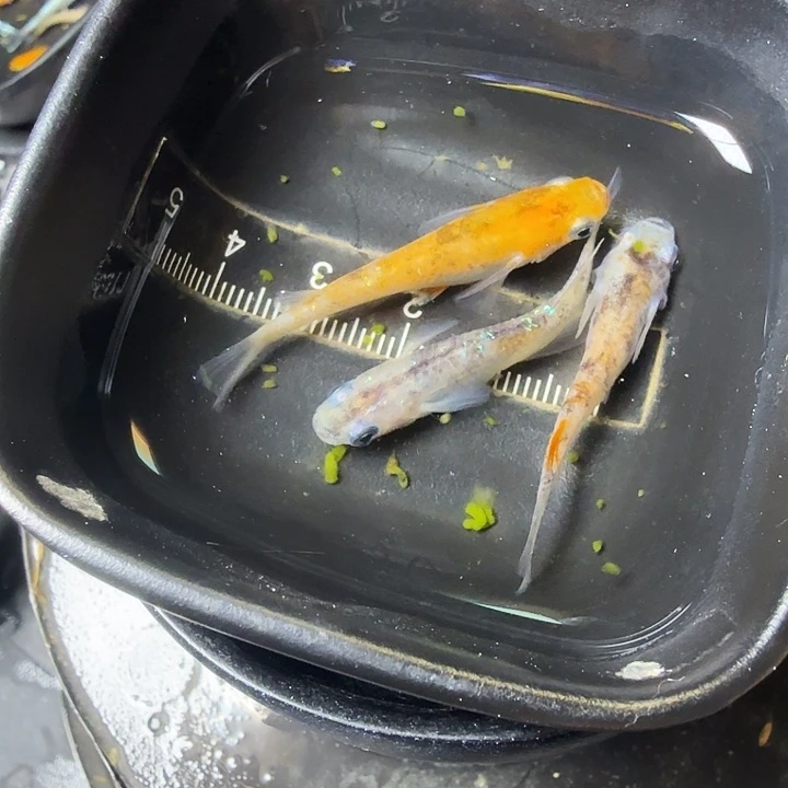 青鳉鱼152号拍品曙光三色