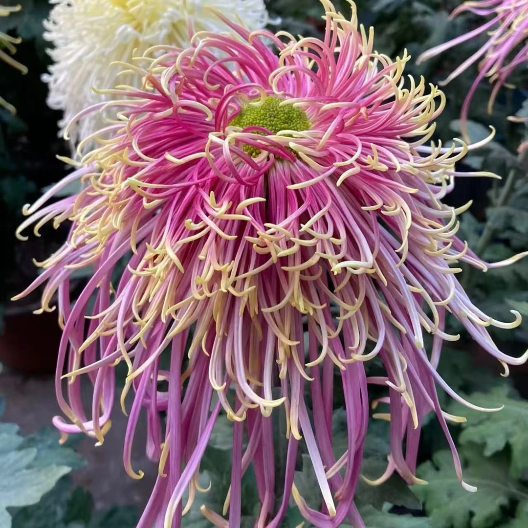 【桃红柳绿】多色菊花盆栽菊花苗耐寒植物开花大菊花带花苞好养