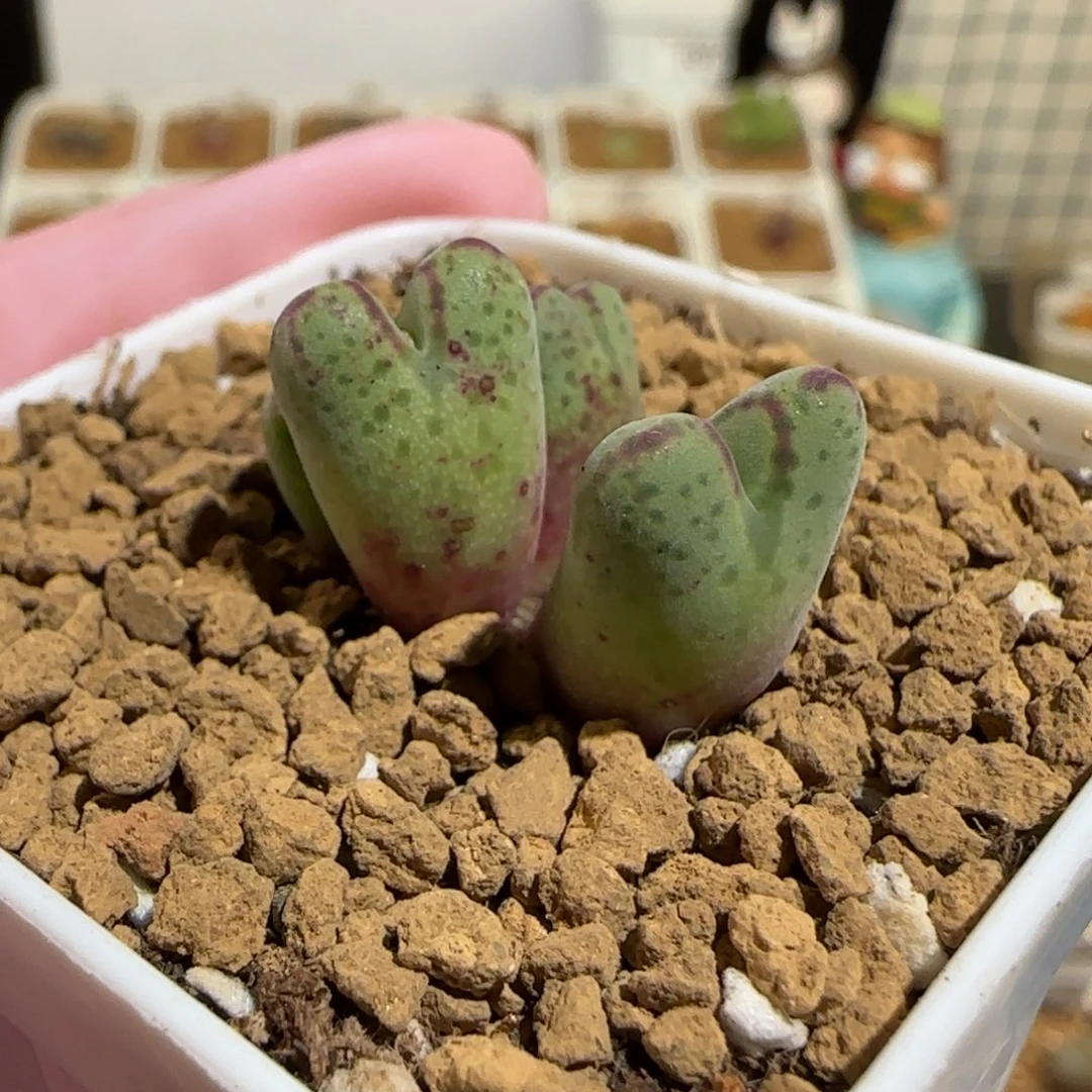 肉锥多肉植物组合-杂交斑马有疤1195
