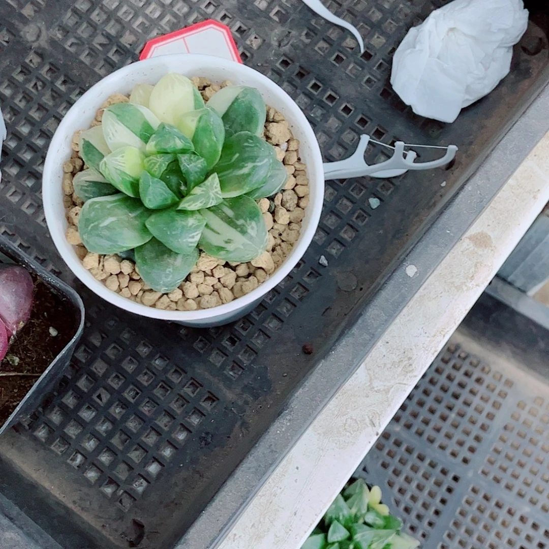 花火锦玉露一勿一拍