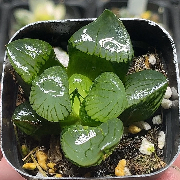 192裹克头家多肉十二卷