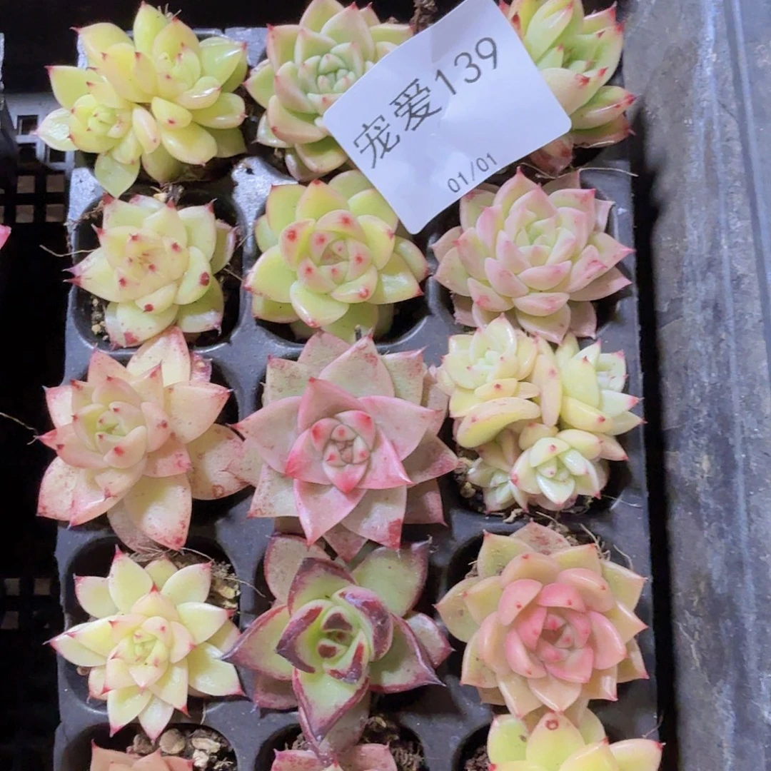 直播福利一物一拍139