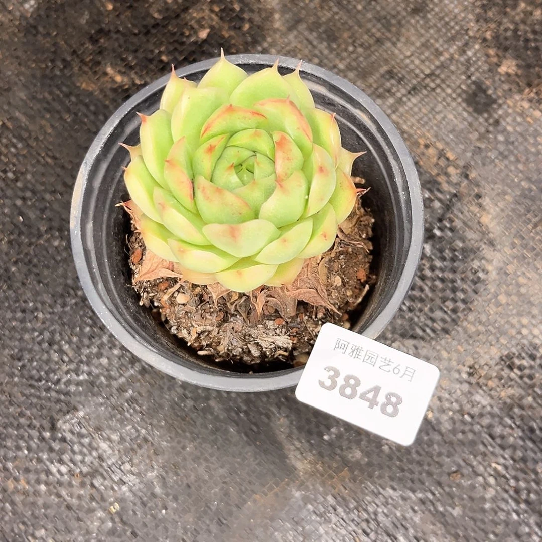 阿雅园艺。    3848