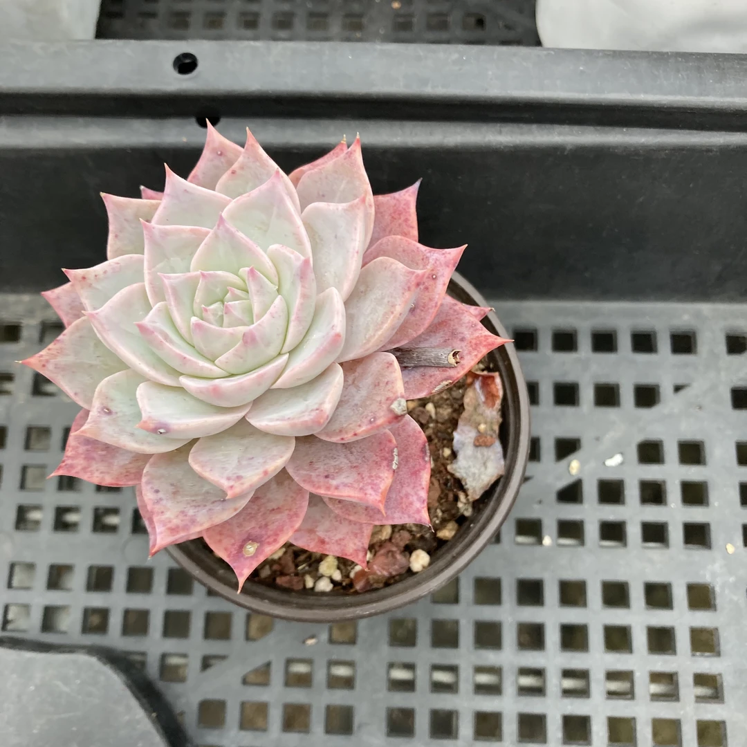 原始粉蓝鸟多肉植物