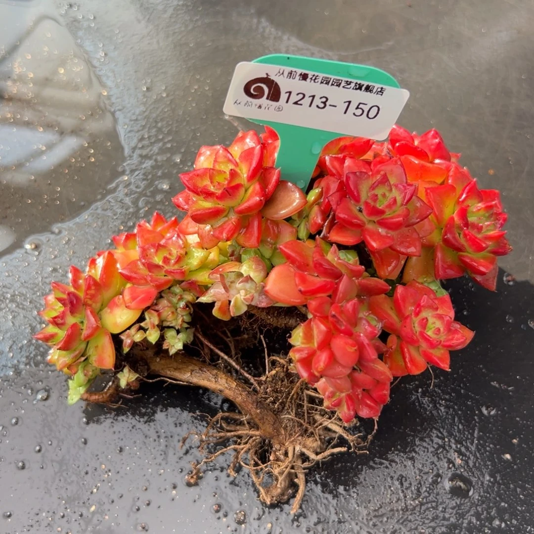 从前慢花园多肉编号1213-150