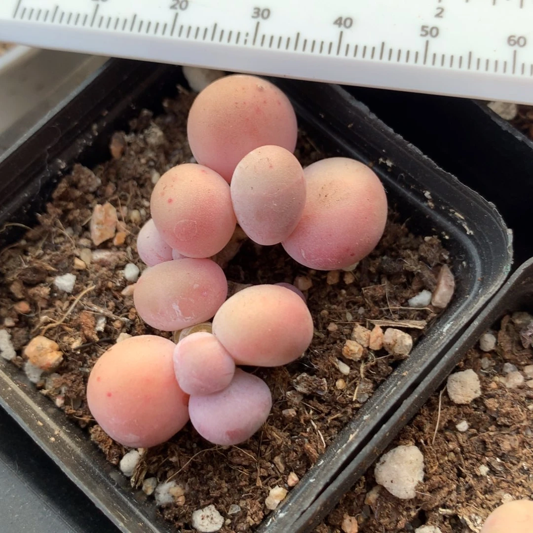 瑕疵特价，水光针