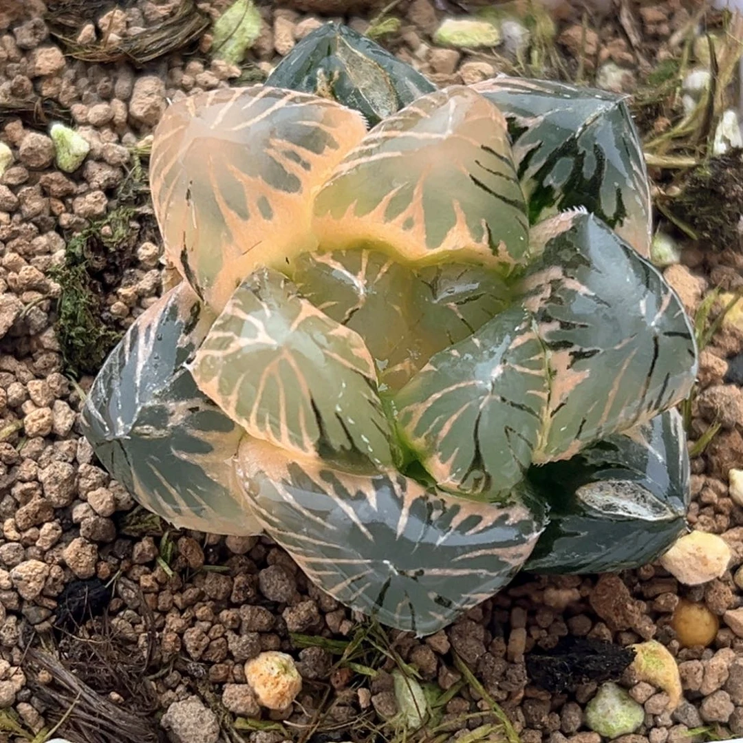 49紫王玉露锦十二卷多肉