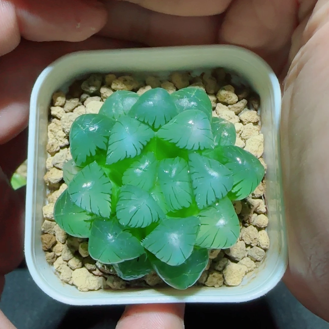 糯姬玉露多肉植物